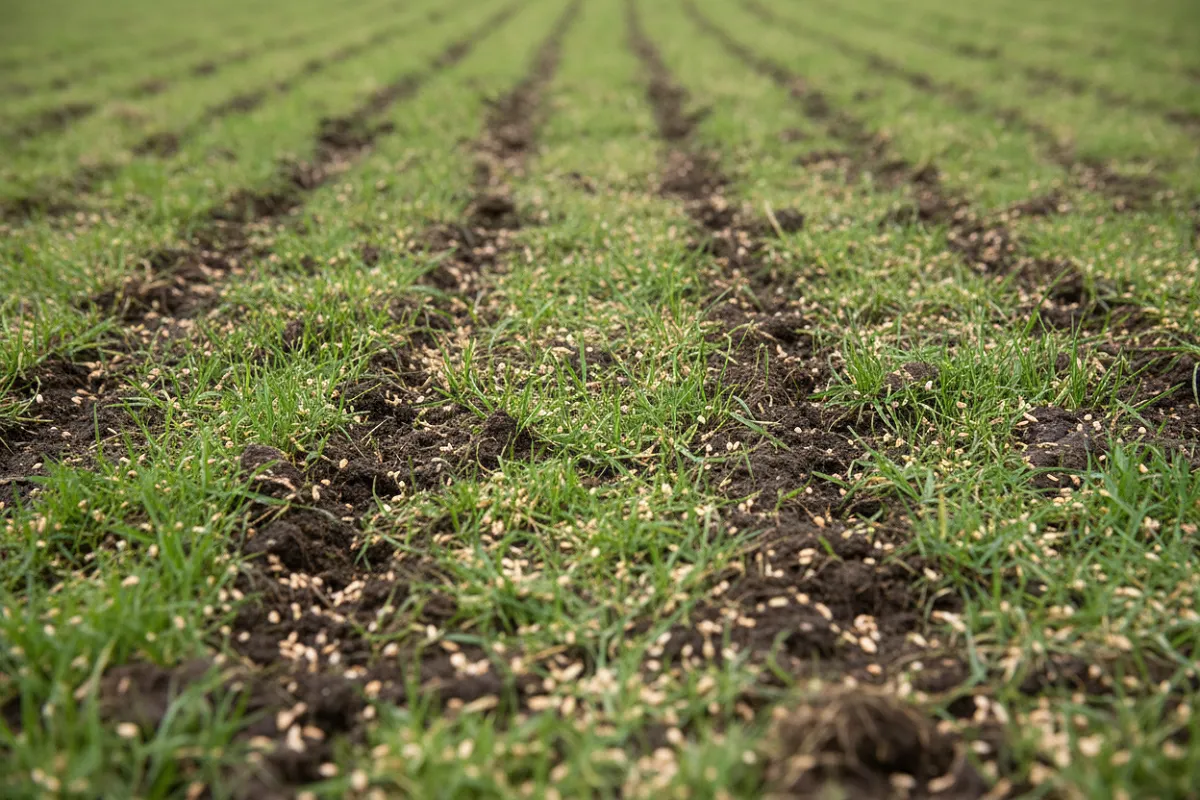 Pelouse scarifiée puis ressemée, jeunes brins verts sortant sur un sol dégarni.