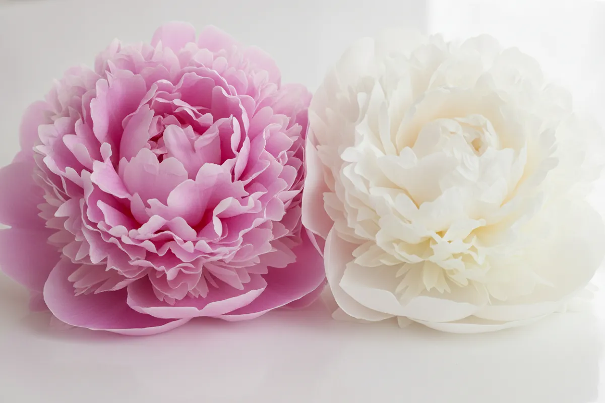 Pivoines roses et blanches épanouies, aux corolles denses et froissées, posées ensemble sur une surface claire.
