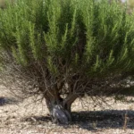 Romarin adulte au jardin, base ligneuse grise et pousses vertes au sommet.