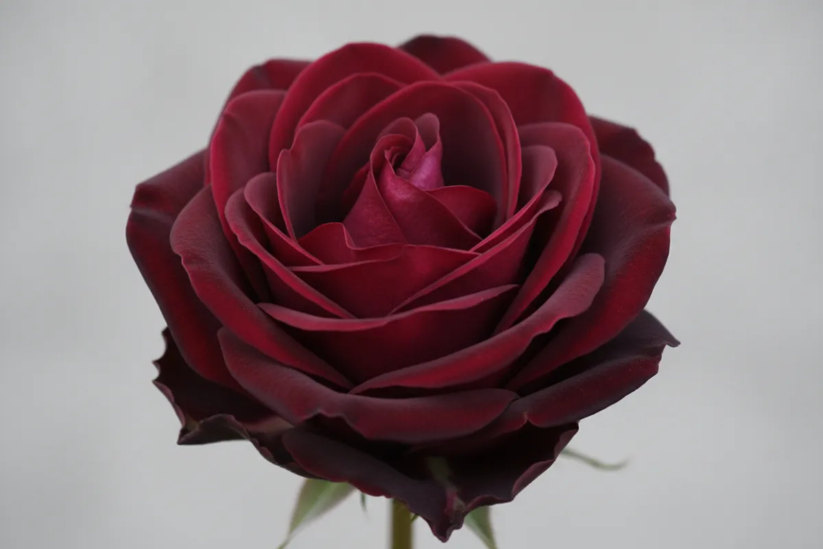 Gros plan sur une rose d'un rouge bordeaux très sombre, vendue sous le nom de rose noire.