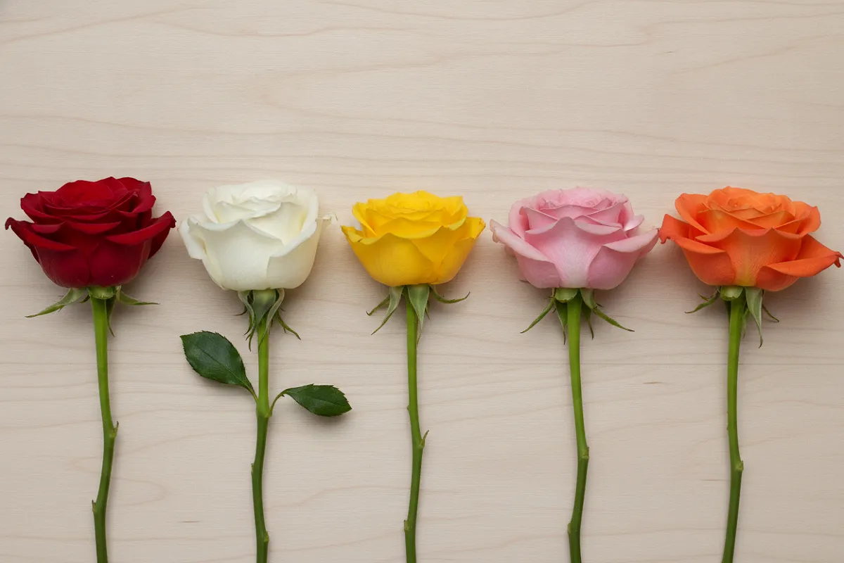 Roses coupées de plusieurs couleurs posées côte à côte : rouge, blanche, jaune, rose et orange.