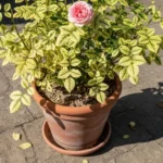 Rosier en pot dont plusieurs feuilles jaunissent sans aucune tache, nervures restées vertes.