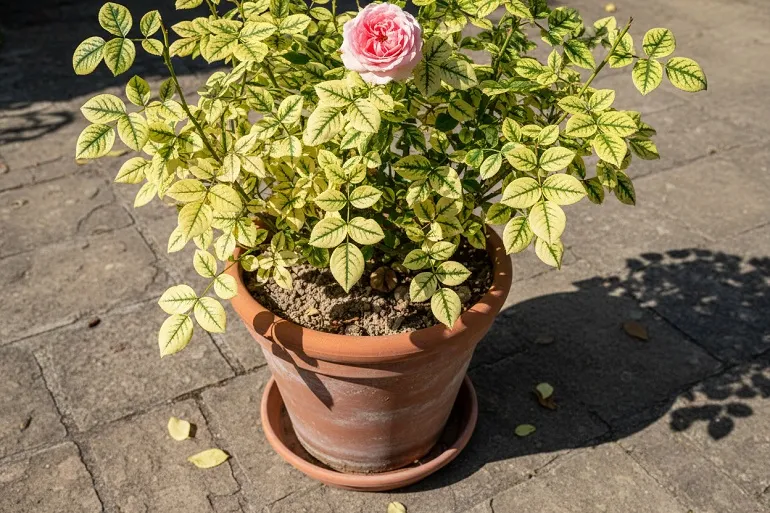 Rosier en pot dont plusieurs feuilles jaunissent sans aucune tache, nervures restées vertes.