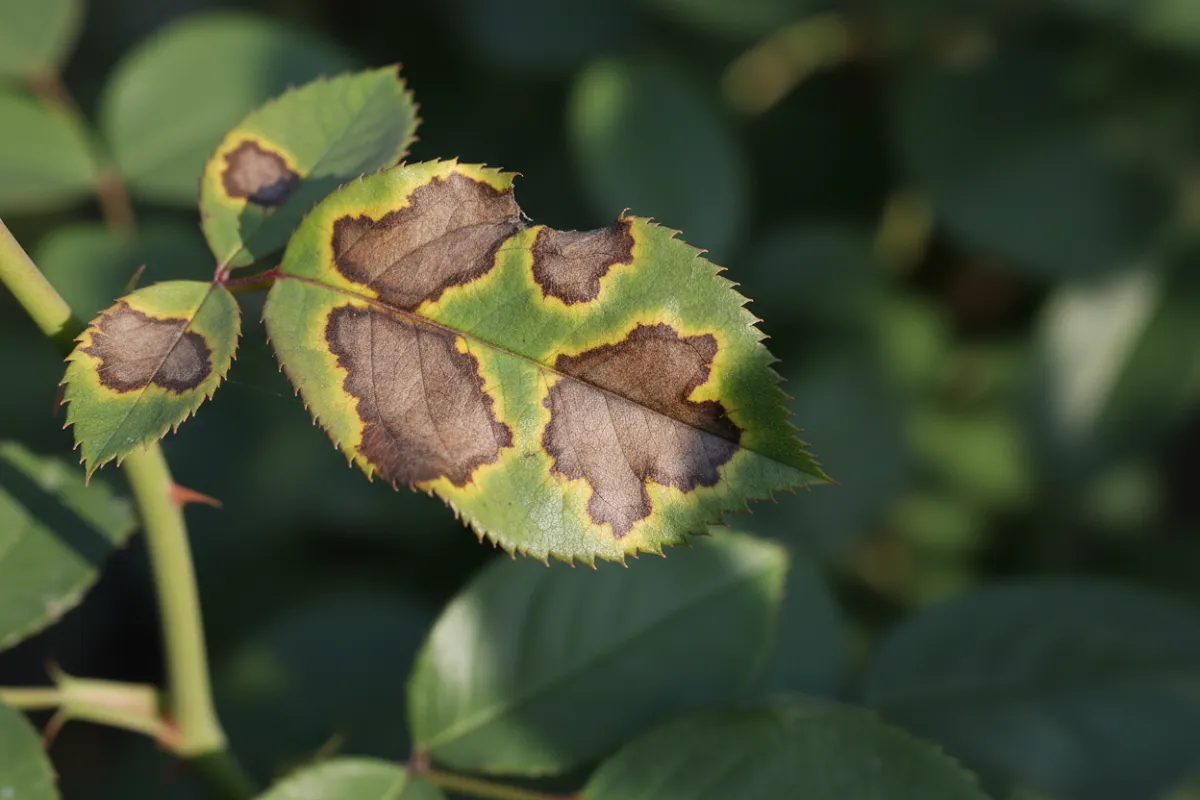 Feuille de rosier couverte de taches noires arrondies aux contours flous, première maladie du rosier au jardin.