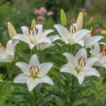 Lys blancs épanouis dans un jardin, tépales étalés et étamines visibles.