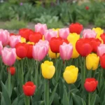 Tulipes rouges, roses et jaunes ouvertes dans un massif de jardin.