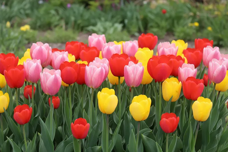 Tulipes rouges, roses et jaunes ouvertes dans un massif de jardin.