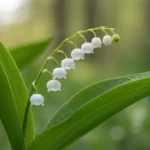 signification du muguet : zoom sur un brin de muguet en fleur