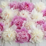 Pivoines roses et blanches épanouies posées sur une table en bois clair