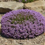 Pied de thym en fleurs installé entre des pierres dans une rocaille ensoleillée