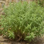 Quelle verveine as-tu vraiment chez toi ? 4 Arbuste de verveine citronnelle contre un mur de pierre, feuillage allongé vert clair.