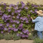 Bouturer une clématite : la bonne coupe, la période et la marcotte pour les variétés difficiles 3 Bouture clématite : une femme âgée en chapeau de paille guide une tige de clématite à grandes fleurs violettes sur un treillage en bois, contre un mur de pierre claire