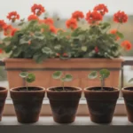 Bouturer un géranium : la période, la méthode pas à pas et l’hivernage des boutures 3 Bouture géranium sur le rebord d’une fenêtre : cinq petits pots en terre cuite portant chacun une jeune tige de géranium à deux feuilles rondes, devant une jardinière de géraniums rouge orangé en fleur