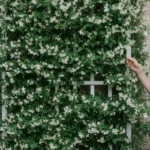 Bouture jasmin : un homme et une femme de part et d’autre d’un treillage blanc couvert d’un jasmin grimpant en fleurs blanches étoilées, contre un mur de pierre, la femme effleurant une tige fleurie