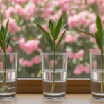 Bouture laurier rose dans l’eau : trois verres posés sur un rebord de fenêtre, chacun avec une tige de laurier-rose aux longues feuilles étroites, l’une avec de fines racines blanches, devant un laurier-rose en fleurs roses