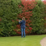 Bouturer un photinia Red Robin : la bonne tige, la bonne saison et l’abri d’hiver 3 Bouture photinia : une femme de dos taille au sécateur une pousse rouge d’une haie de photinias aux jeunes feuilles rouge vif, au bord d’une pelouse et d’une allée de gravier