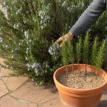 Bouture romarin en pot : huit courtes tiges de romarin piquées dans un grand pot en terre cuite rempli de substrat graveleux, au pied d’un romarin en fleurs bleu pâle, un homme agenouillé sur une terrasse dallée