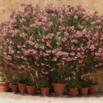 Laurier-rose couvert de fleurs roses contre un mur de pierre ocre ensoleillé, au-dessus d’une rangée de pots en terre cuite